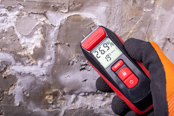 Best Black Mold Remediation in Newman, CA