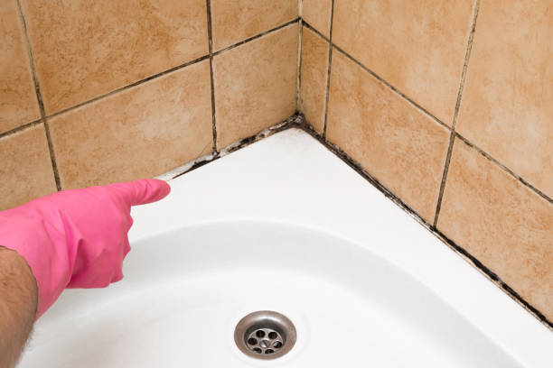 Best Commercial Mold Remediation in Newman, CA